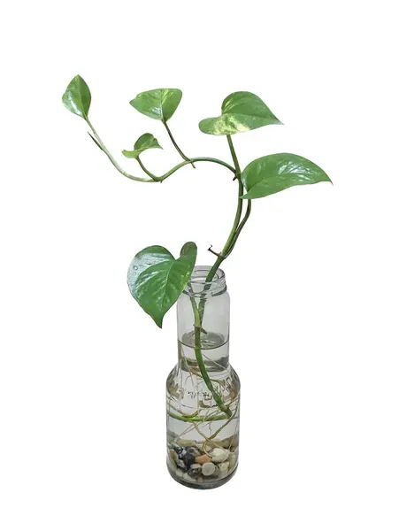 house plant isolated ficus leaves monstera deliciosa ficus see, elephant ear plant, a plant in a glass vase on a transparent background