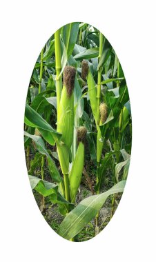 a corn field with a circle that says corn. a corn field with a picture of a corn in the middle. a close up of a corn plant with a circle around it clipart