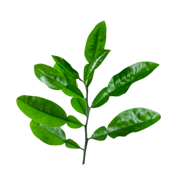 Beyaz üzerinde yeşil fasulyeler, bir bitkinin dalı, üzerinde yapraklar olan yeşil bir limon bitkisi dalı.,