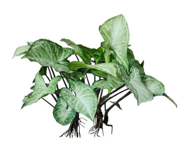 Beyaz arka planda yeşil yaprakları olan bir fil kulaklı bitki. Beyaz arka planda bir sıra yeşil bitki. Fil kulaklı bitki.