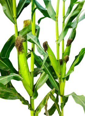 Yaprakların şeffaf arkaplanı olan mısır bitkisi, yeşil yapraklı yeşil mısırlı bitki.,