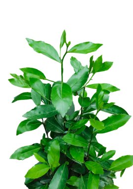 Beyaz arkaplanda yeşil ağaç yaprağı fırçasının yakın bir fotoğrafı şeffaf bir arkaplanda yeşil yapraklar