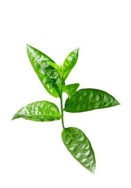 Yasemin çiçeğinin dalında yaprakları olan bir bitki, şeffaf arkaplanda yeşil yaprakları olan bir bitki.