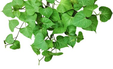 Beyaz arka planda yeşil yapraklı bir bitki. Yeşil yapraklı bir bitki.