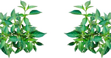 Beyaz arka planda yeşil yapraklı yeşil biber bitkisi, beyaz yapraklı yeşil biber ağacı yaprakları, yeşil yapraklı çerçeve