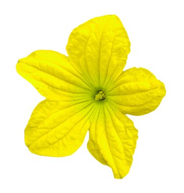 Şeffaf arkaplanda sarı karpuz çiçeği, beyaz arkaplanda izole edilmiş sarı çiçek,