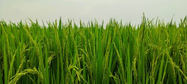 Yeşil pirinç tarlasına yakın plan, pirinç tarlasına yakın plan, uzun çimenli yeşil pirinç tarlası, Bangladeş 'te pirinç tarlası,