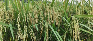 Yeşil pirinç tarlasına yakın plan, pirinç tarlasına yakın plan, uzun çimenli yeşil pirinç tarlası, Bangladeş 'te pirinç tarlası,