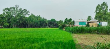Arkaplanda ağaçlar olan yeşil pirinç tarlası bulutlu bir günde pirinç tarlası, pirinç tarlaları sık rastlanan bir manzara. yeşil pirinç tarlası
