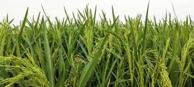 Yeşil pirinç tarlasına yakın plan, pirinç tarlasına yakın plan, uzun çimenli yeşil pirinç tarlası, Bangladeş 'te pirinç tarlası,