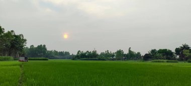 Üzerinde güneş yükselen bir pirinç tarlası, yeşil çimenli bir tarla ve uzakta parlayan bir güneş.
