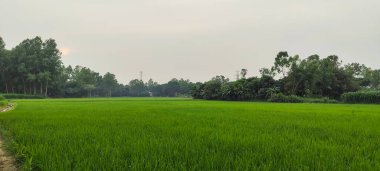 Arkaplanda ağaçlar olan yeşil pirinç tarlası bulutlu bir günde pirinç tarlası, pirinç tarlaları sık rastlanan bir manzara. yeşil pirinç tarlası