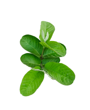 Üzerinde guava yaprakları olan bir bitki, şeffaf bir arka planda, üzerinde yapraklar olan yeşil bir bitki, yeşil yapraklı bir bitki,,