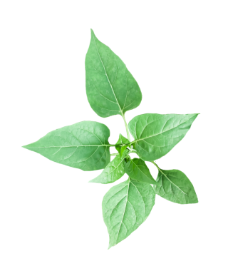 , Yeşil yapraklı bir bitki üzerinde filizlendiğini söylüyor, beyaz arka planda bir fesleğen bitkisi, şeffaf arka planda yeşil bir bitkinin yeşil yaprakları, şeffaf arka planda yeşil fesleğen bitkisi.,