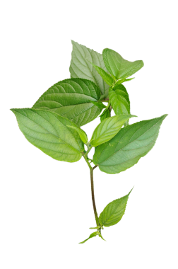 , Yeşil yapraklı bir bitki üzerinde filizlendiğini söylüyor, beyaz arka planda bir fesleğen bitkisi, şeffaf arka planda yeşil bir bitkinin yeşil yaprakları, şeffaf arka planda yeşil fesleğen bitkisi.,