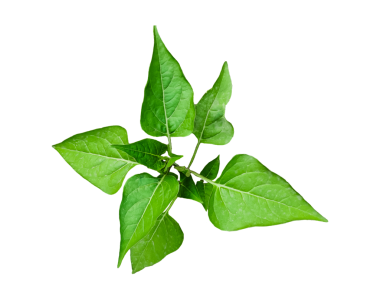 , Yeşil yapraklı bir bitki üzerinde filizlendiğini söylüyor, beyaz arka planda bir fesleğen bitkisi, şeffaf arka planda yeşil bir bitkinin yeşil yaprakları, şeffaf arka planda yeşil fesleğen bitkisi.,