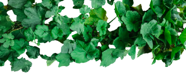 Arka planda bir sürü yeşil yaprak, beyaz arkaplanda yeşil balkabağı yaprakları.