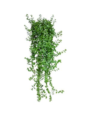 yeşil sarmaşık bitkisi şeffaf bir arka planda, yeşil bitkiler png arka planda bir ağaçtan sarkan, bitki kalbi şeklinde bir yaprak dalı,