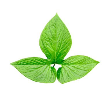 Şeffaf bir arkaplanda yeşil çiğ yapraklar şeffaf bir arkaplanda büyük yeşil bir Monstsara yaprağı ve bahçede yeşil yaprakları olan bir bitki.,