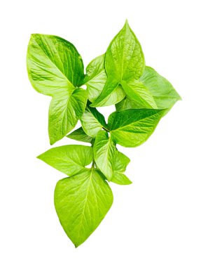 Şeffaf bir arkaplanda yeşil çiğ yapraklar şeffaf bir arkaplanda büyük yeşil bir Monstsara yaprağı ve bahçede yeşil yaprakları olan bir bitki.,