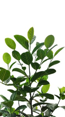 Şeffaf bir arkaplanda yeşil yapraklı bir meyve bitkisi, yeşil yapraklı bir bitki ve bir png arka plan