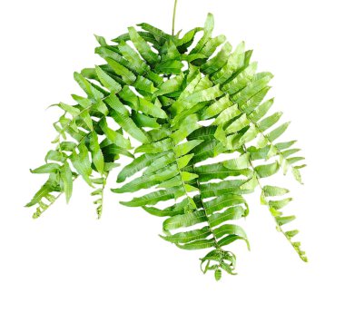 Yeşil yapraklı yeşil eğreltiotu şeffaf bir arka planda, iki yeşil bitki bir dala asılı, şeffaf arkaplanda yeşil eğreltiotu,