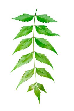 Şeffaf bir arkaplanda yeşil bir tıbbi yaprak, yeşil Neem bitki fotoğrafçılığını, şeffaf arkaplanda yeşil bir yaprak bırakır.