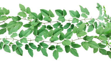 Yapraklı yeşil bir bitki, yeşil sarmaşık yaprakları, yapraklı bir duvarda büyüyen bir asma, yeşil yapraklı bir bitki.