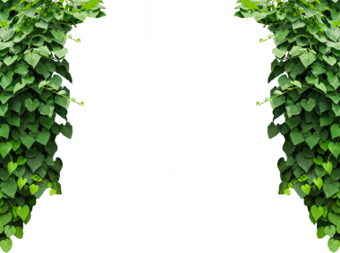 Yaprakların çerçevesi, şeffaf bir arkaplanda yeşil sarmaşık yaprakları, PNG yapraklı asılmış bir bitki çerçevesi, duvarda yeşil sarmaşık yaprakları, yapraklı bir duvarda büyüyen bir sarmaşık.,