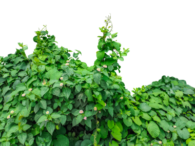 Yeşil yapraklı ve çiçekli bir çalı, yapraklı bir sallanan bitki, duvarda yeşil bir sarmaşık, PNG 'de yeşil sarmaşık yaprakları, yapraklı bir duvarda büyüyen bir sarmaşık,