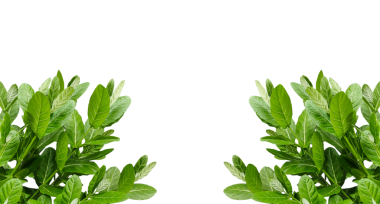 Bir demet taze ot, şeffaf arka planda yeşil yapraklı bir bitki, beyaz arka planda yeşil bir bitki.