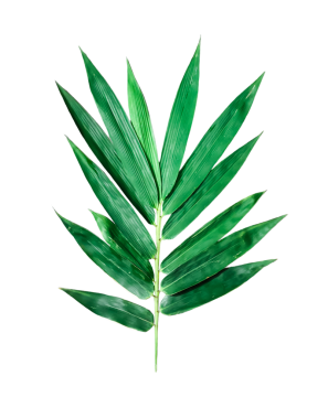 Beyaz arkaplanda yeşil bambu yaprakları, beyaz arkaplanda yeşil bambu yaprağı, beyaz arkaplanda yeşil palmiye yaprağı.