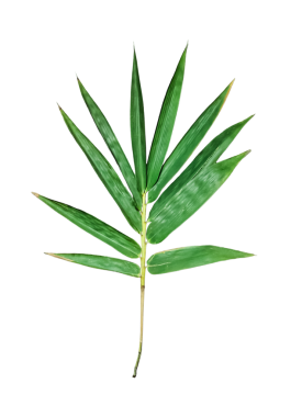 Beyaz arkaplanda yeşil bambu yaprakları, beyaz arkaplanda yeşil bambu yaprağı, beyaz arkaplanda yeşil palmiye yaprağı.