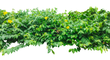 Yeşil yaprakları ve sarı çiçekleri olan bir çalı, yaprakları olan yeşil bir bitki, yaprakları sarkan bir bitki, duvarda yeşil bir sarmaşık, png 'de yeşil sarmaşık yaprakları, yaprakları olan bir sarmaşık.,