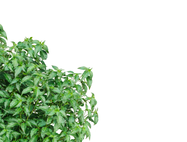 Beyaz arka planda yeşil bir bitki, şeffaf bir arkaplanda yeşil bir biber modeli.,