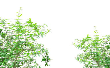 Şeffaf arkaplanda yeşil nar ağacı, yeşil yapraklı sınır, yeşil yapraklı bir bitki.