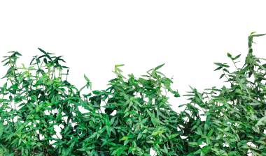 Beyaz arka planda yeşil çimenler, rüzgarda yeşil çimenler, yeşil bitkiler arka planda yeşil bir çerçeve, yapraklı bir ağaç, yeşil çimenler, rüzgarda yeşil çimenler,