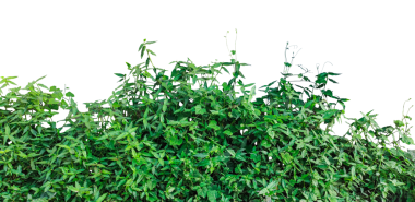 Beyaz arka planda yeşil çimenler, rüzgarda yeşil çimenler, yeşil bitkiler arka planda yeşil bir çerçeve, yapraklı bir ağaç, yeşil çimenler, rüzgarda yeşil çimenler,