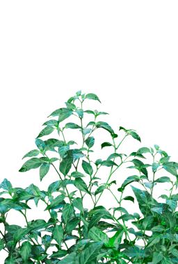 Arka planda yeşil biber, kırmızı biber ağacı, kırmızı biber ağacı çerçevesi, yeşil biber ağacı yaprağı, kırmızı biber, yeşil biber, kırmızı biber, baharatlı, arka planda yeşil biber ağacı.