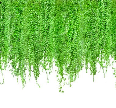 Beyaz arka planda bir ağaçtan sarkan yeşil bitkiler, duvardan sarkan yeşil bitkiler,