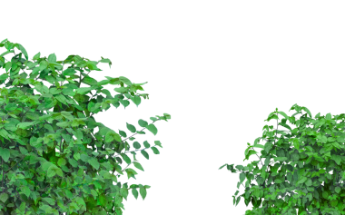 Yeşil yapraklar png 'de izole edilmiş, yeşil bitkiler şeffaf arkaplanda, ağaçların yaprakları yeşil,