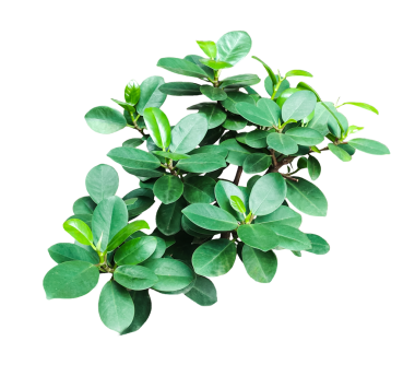 Png arka planında yeşil bir bitki, şeffaf arkaplanda yeşil bir bitki çerçevesi, şeffaf arkaplanda yakın plan yeşil bir bitki,