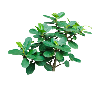 Şeffaf arkaplanda yeşil bitki, şeffaf arkaplanda yakın plan yeşil bitki,