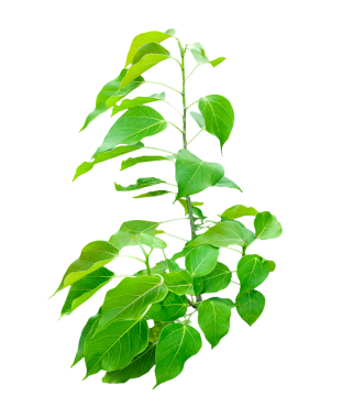 Şeffaf bir zemin üzerinde yeşil yaprakları olan bir banyan ağacı bitkisi, beyaz arkaplanda izole bırakılır.