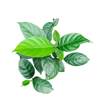 yeşil kiraz ağacı yaprakları şeffaf bir arka planda, yeşil yapraklar png arkaplanda izole