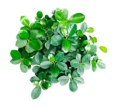 Şeffaf arka planda yakın plan yeşil bitki, yonca yaprakları beyaz üzerinde izole