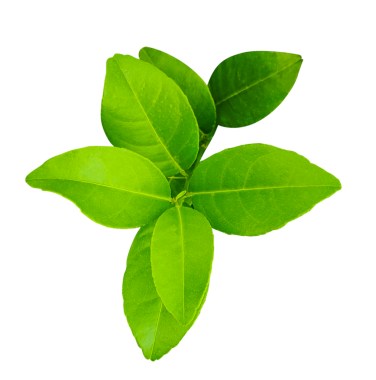 Şeffaf bir zemin üzerinde yeşil limon yaprakları, beyaz zemin üzerinde taze limon, bir bitkinin dalı, yeşil limon bitkisi png arka planda, Malta bitkisinin bir ağaç dalı, yeşil limon yaprağı