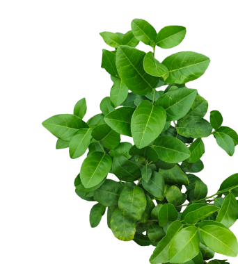 Şeffaf bir arkaplanda yeşil limon yaprakları, Malta bitki çerçevesinin bir ağaç dalı, yeşil limon yaprağı modeli