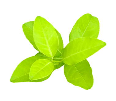 Şeffaf bir zemin üzerinde yeşil limon yaprakları, beyaz zemin üzerinde taze limon, bir bitkinin dalı, yeşil limon bitkisi png arka planda, Malta bitkisinin bir ağaç dalı, yeşil limon yaprağı