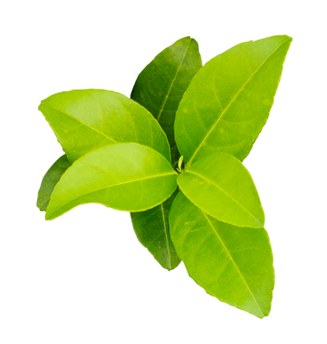 Şeffaf bir zemin üzerinde yeşil limon yaprakları, beyaz zemin üzerinde taze limon, bir bitkinin dalı, yeşil limon bitkisi png arka planda, Malta bitkisinin bir ağaç dalı, yeşil limon yaprağı